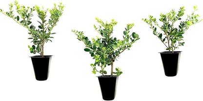 Helleri Holly Shrub | 3 Live Plants I Ilex Cornutal | Compact Evergreen Ideal for Low Borders, Formal Gardens and Ornamental Plantings, Dense, Small Leaves for Refined Look