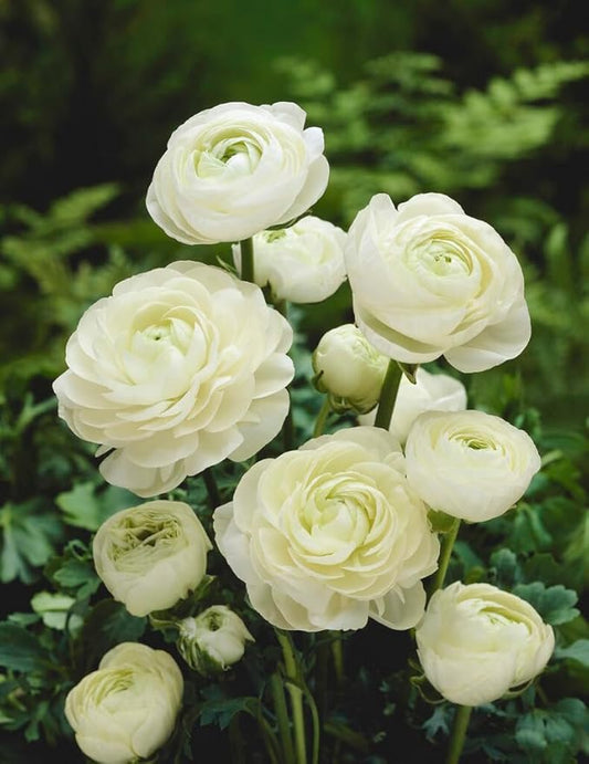 White Ranunculus Bulbs for Planting, Beautiful Long Lasting Flowers (5 Bulbs)