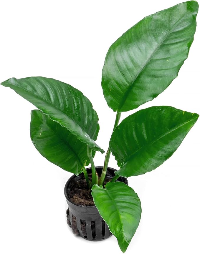 SubstrateSource Anubias Live Aquarium Plants - Potted Freshwater Plant for Fish Tanks, Terrariums - Beginner Friendly Low Light (Heterophylla, 3 Pots)