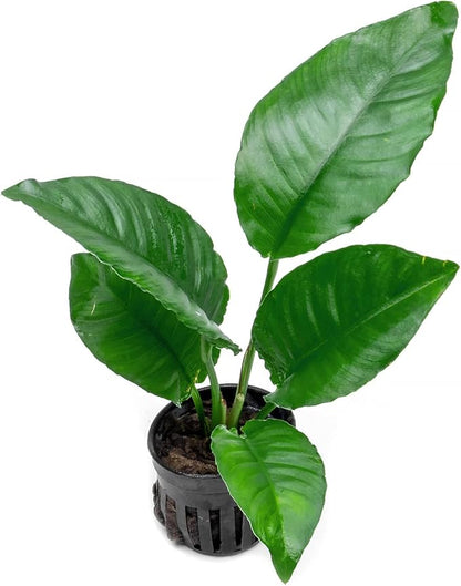 SubstrateSource Anubias Live Aquarium Plants - Potted Freshwater Plant for Fish Tanks, Terrariums - Beginner Friendly Low Light (Heterophylla, 3 Pots)
