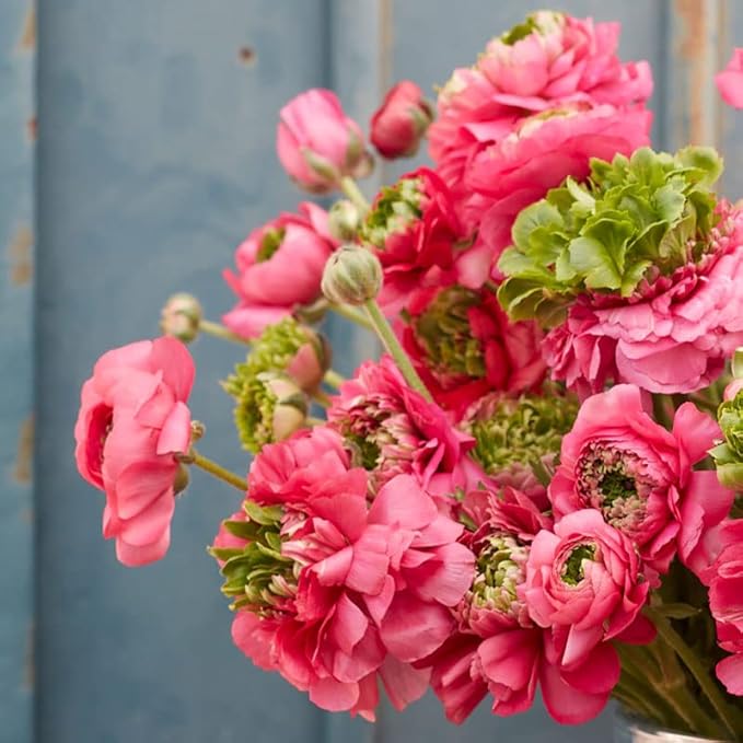 Eden Brothers Ranunculus Bulbs - Super Green Rose