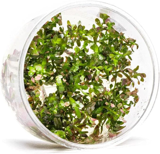 Ultum Nature Systems Live Tissue Culture - Rotala 'Blood Red' (Rotala rotundifolia) - Moderate - High Light - Deep Red Accent - Midground to Background - 100% Snail Free Grown in-Vitro - Regular Cup