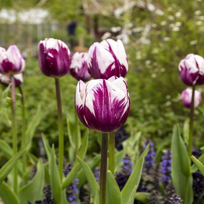 Blueberry Swirl Tulip Flower Bulbs - Vibrant Color with Beautiful Blooms - Includes 10 Flower Bulbs