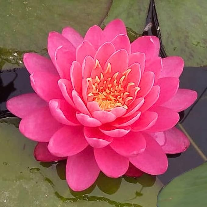 Mainam Mixed Colorful Hardy Water Lily Tuber Live Aquarium Plant for Freshwater Fish Pond Balcony Buy 2 GET Fertilizer Free (Red Nymphaea Perry's Fire Opal)