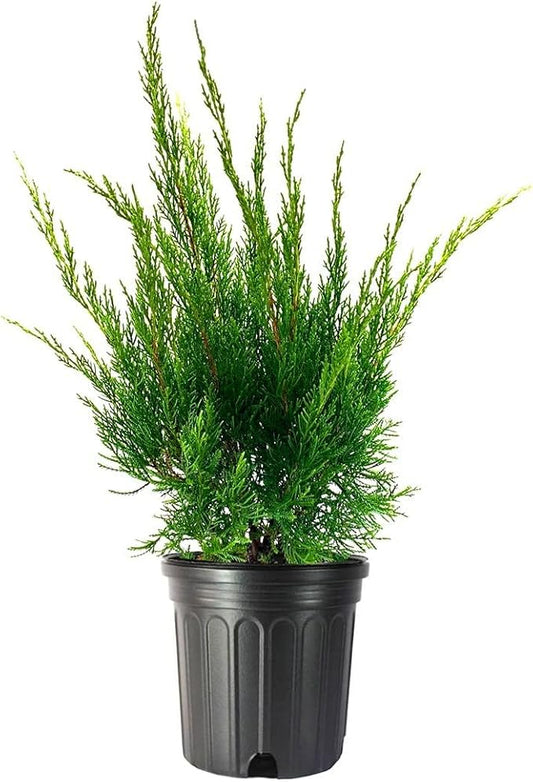 Sea Green Juniper - 1 Live Gallon Size Plant - Juniperus Chinensis - Drought Tolerant Cold Hardy Evergreen Border Screening Shrub