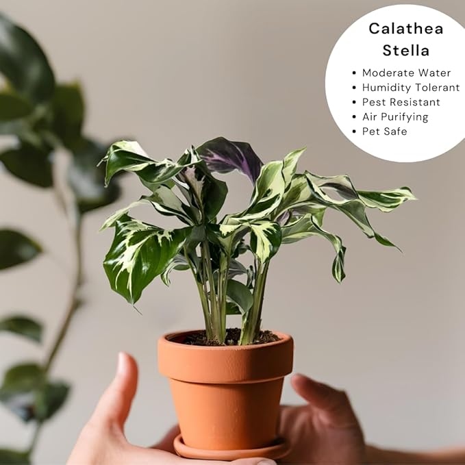 CoollectivePlants Calathea Stella - Live Calathea Plant in 6″ Growers Pot, Easy Indoor House Plants, Pet Friendly Plants Indoor, Low Maintenance Houseplant