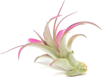 Fuchsia Colorful Tillandsia Air Plants - Long Lasting Color Enhanced Live Tillandsia Succulent House Plants - Home and Garden Decor - Easy Care Indoor/Outdoor Plants (Brachycaulos Abdita, Single)