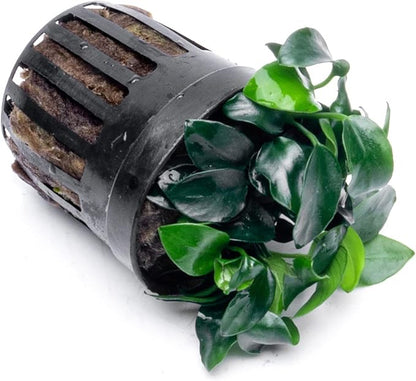 SubstrateSource Anubias Live Aquarium Plants - Potted Freshwater Plant for Fish Tanks, Terrariums - Beginner Friendly Low Light (Nana Petite, 1 Pot)