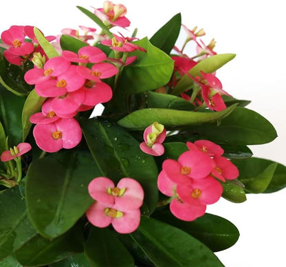American Plant Exchange Live Crown of Thorns 'Pink' – 6-Inch Pot – Flowering Succulent with Thick Stems and Soft Pink Blooms, Drought-Tolerant Easy Care Plant for Sunny Windows, Patios & Gardens