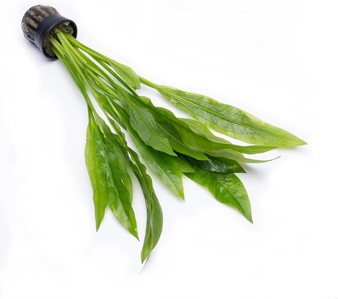 SubstrateSource Amazon Sword Echinodorus Bleheri Live Plant for Freshwater Aquariums, Natural Fish Tank Decorations, and Aquatic Decor (3 Pots (6-9 Plants))