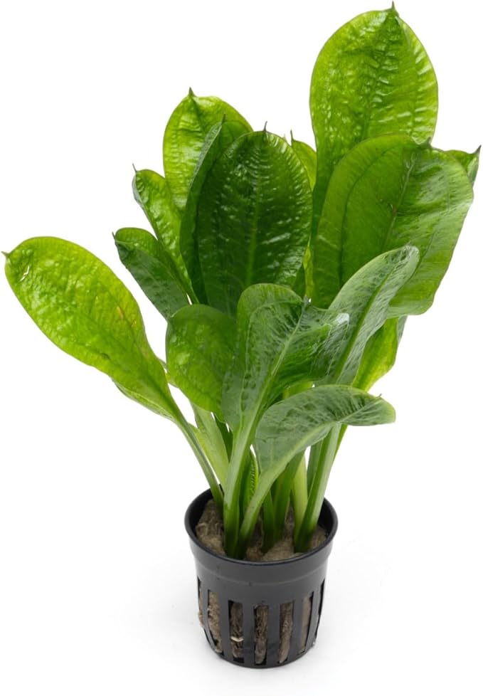 SubstrateSource Echinodorus Parviflorus Rosette Sword Live Plant for Freshwater Aquariums, Natural Fish Tank Decorations, and Aquatic Decor (3 Pots (6-9 Plants))