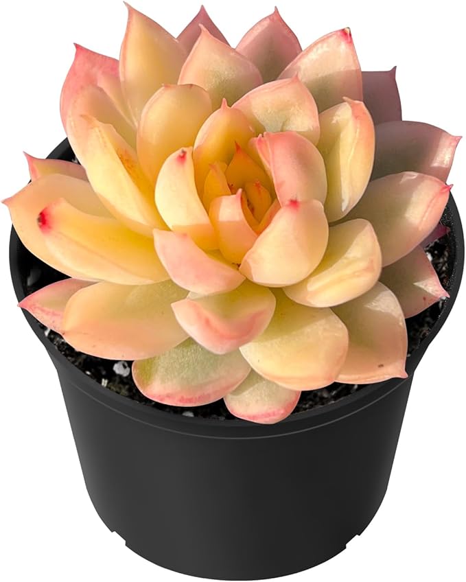 Sprout N Green Echeveria Mebina Variegata, Rare Live Succulent Plant in 2" Planter with Soil, Home Office Indoor Outdoor Wedding Decoration DIY Projects Party Favor