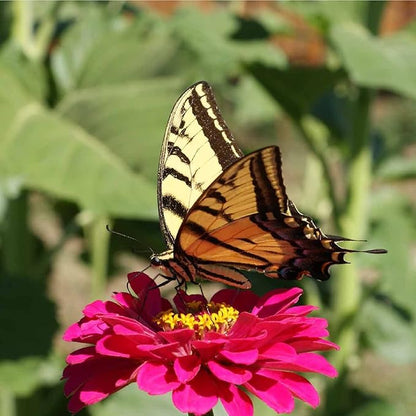 Zinnia Flower ~ 3000 Seeds California Giant Mix & Lilliput Semi-Dwarf Mix – Heirloom, Non-GMO Annuals – Colorful Blooms for Pollinators & Cut Flowers – Easy to Grow, Heat & Drought Tolerant