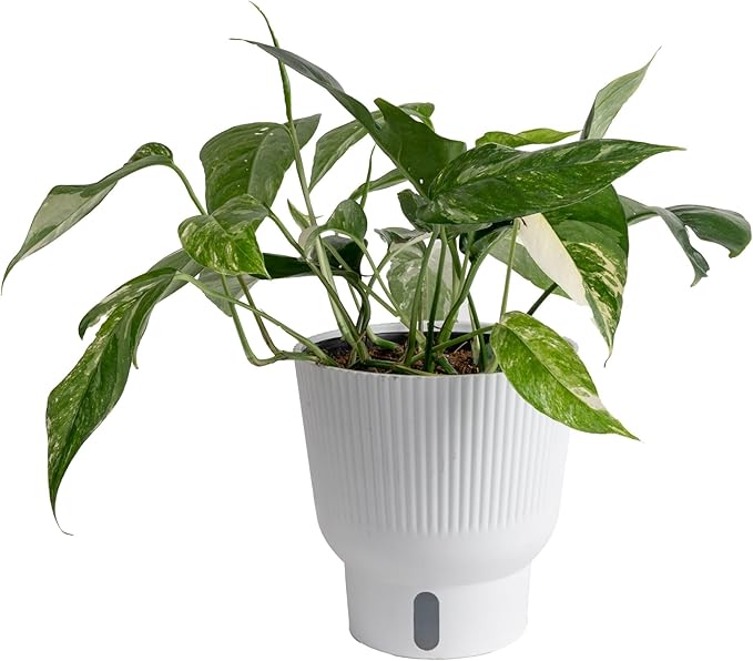 Costa Farms Albo Pothos Live Plant | Easy to Grow Trailing or Climbing Vine Houseplant | 1 Foot Tall | 6-Inch Self-Watering Indoor Plant Pot | Housewarming Gift | Room Decor