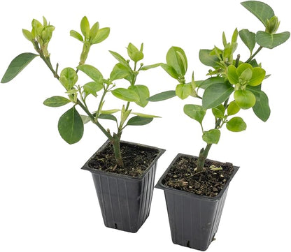 2 Live Manhattan Euonymus Plants (Euonymus Kiautschovicus ‘Manhattan’) – Evergreen Shrub for Hedges, Thriving in 2.5” Nursery Cubes