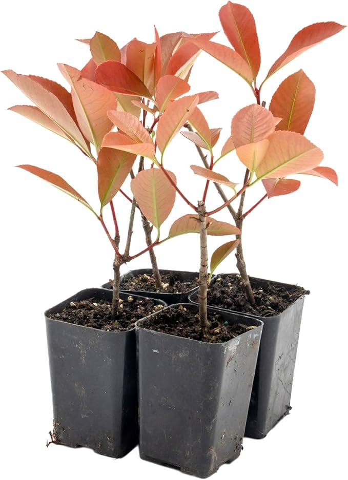 4 Red Tip Photinia, Photinia x fraseri, Thriving in Extra Deep Nursery Cubes