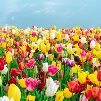 100-Pack Mixed Tulip Flower Bulbs – Bulk Pack of Colorful Tulips for Spring Blooms – Easy Fall Planting - Plant in Gardens, Borders & Flowerbeds - Bulb Size 11/12cm - Willard & May