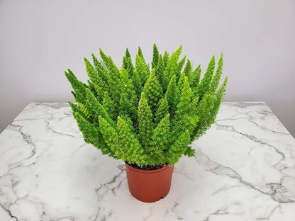 Foxtail Fern Plant - Live Asparagus Fern - 3 Gallon Pot - Overall Height 20" to 24" - Tropical Plants of Florida (Plant Only)
