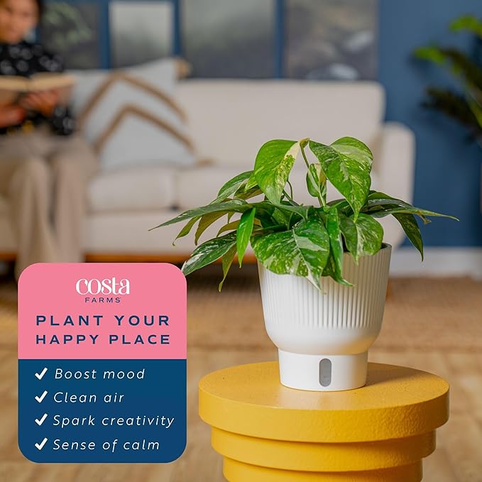 Costa Farms Albo Pothos Live Plant | Easy to Grow Trailing or Climbing Vine Houseplant | 1 Foot Tall | 6-Inch Self-Watering Indoor Plant Pot | Housewarming Gift | Room Decor