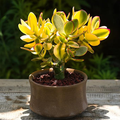 Sprout N Green Golden Jade - Crassula Ovata 'Hummel Sunset', Rare Cute Succulent Plant Fully Rooted in 2" Pot