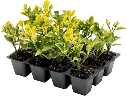 12 Golden Euonymus Shrubs | Live Plants in 2.5-inch Nursery Cubes | Japonica ‘Aureo-Marginatus’ Variety | Easy-Care Evergreen | Variegated Yellow-Green Foliage | Hedges & Shrubs for Home & Garden