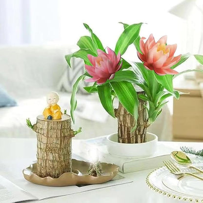 Brazilian Lucky Wood Kit with Monk, Grow Your Own Luck,Easy to Maintain Mini Brazil Woods for Indoor/Outdoor, Bedroom, Kitchen, Office Desk, Garden and Other Decorations (3E)
