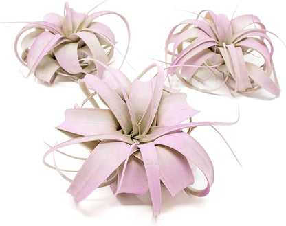 Lavender Colorful Tillandsia Air Plants - Long Lasting Color Enhanced Live Tillandsia Succulent House Plants - Home and Garden Decor - Easy Care Indoor and Outdoor Plants