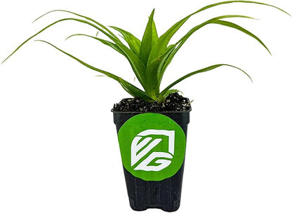 White Jade Pineapple Live Plant - Ananas Comosus - Wellspring Gardens Starter Plant - Ideal Pineapple Plant Live Easy to Grow Starter Plant Great for Outdoor and Patio Planting Growth Potential