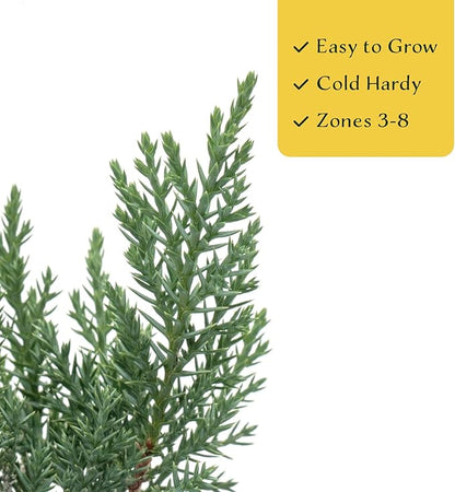 2 Tamarix Juniper in 3.5" Nursery Cubes | Juniperus Sabina ‘Tamariscifolia’ | Dense, Low-Maintenance Evergreen Shrub with Fine, Feathery Foliage | Ready-to-Plant Live Starters