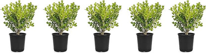 Japanese Boxwood | 5 Live 4 Inch Pots | Buxus Microphylla | Formal Evergreen Low Maintenance Hedge Plants