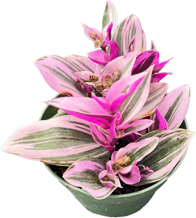 Live Succulent Plants Tradescantia Nanouk, Easy Care Potted Succulents, Approx 4" D x 4" H, Indoor Houseplant, Unique Gifts, Home Office Décor