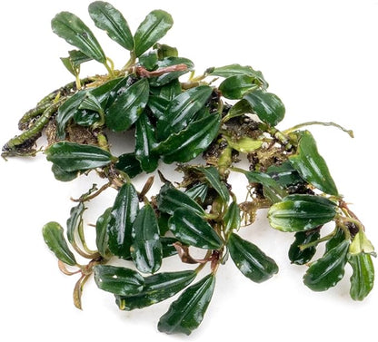 SubstrateSource Bucephalandra Lamandau Mini Purple Live Aquarium Plant - Natural Freshwater Fish Tank Decorations and Aquatic Decor (Plant (10-15 Leaves))