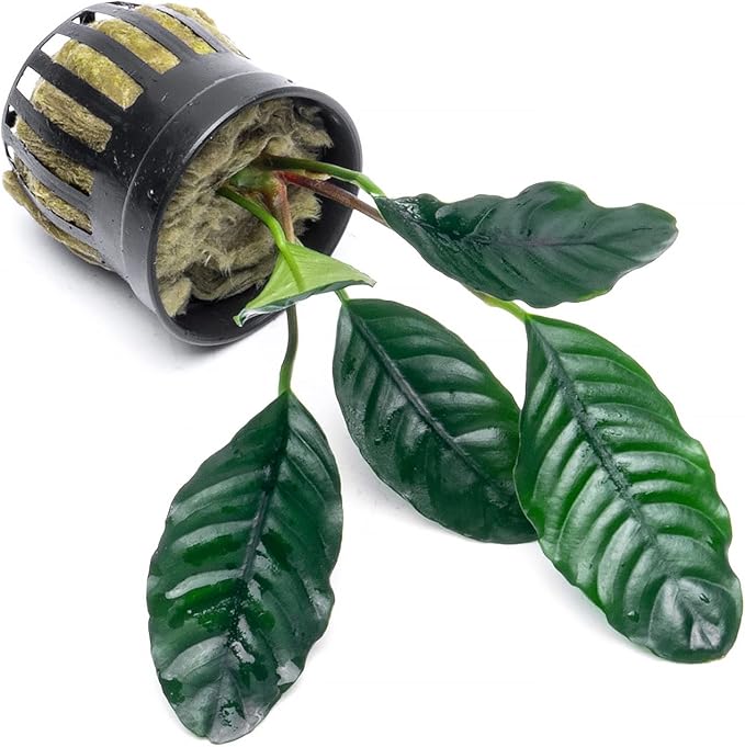 SubstrateSource Anubias Live Aquarium Plants - Potted Freshwater Plant for Fish Tanks, Terrariums - Beginner Friendly Low Light (Barteri Coffeefolia, 1 Pot)