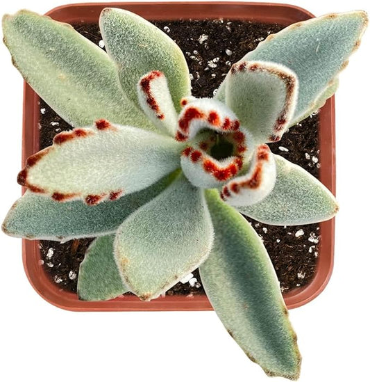Sprout N Green Kalanchoe Tomentosa Panda Plant with 2 inch Starter Pot, Rare Live Succulent Plant Fully Rooted, Home Office Indoor Outdoor Wedding Decoration DIY Projects Party Favor