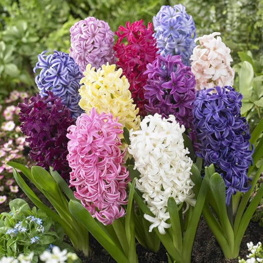 Fragrant Hyacinths - Mixed Color Hyacinth Bulbs (50 Bulbs)