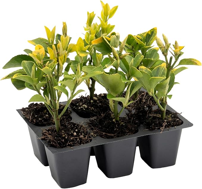 6 Golden Euonymus Shrubs | Live Plants in 2.5-inch Nursery Cubes | Japonica ‘Aureo-Marginatus’ Variety | Easy-Care Evergreen | Variegated Yellow-Green Foliage | Hedges & Shrubs for Home & Garden