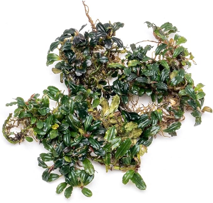 SubstrateSource Bucephalandra Lamandau Mini Purple Live Aquarium Plant - Natural Freshwater Fish Tank Decorations and Aquatic Decor (Small Clump (6-10 Plants))