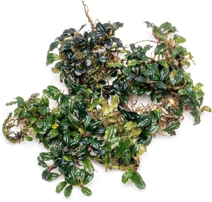 SubstrateSource Bucephalandra Lamandau Mini Purple Live Aquarium Plant - Natural Freshwater Fish Tank Decorations and Aquatic Decor (Small Clump (6-10 Plants))