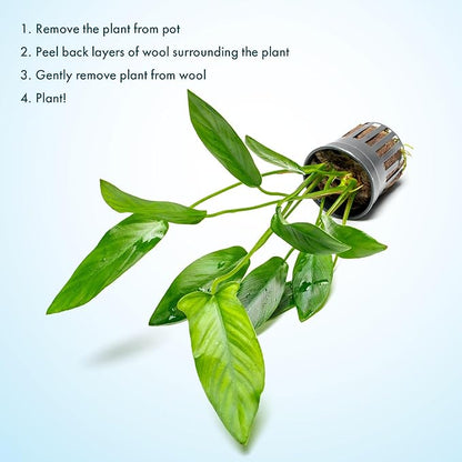 SubstrateSource Live Plants – Anubias Hastifolia (Anubias hastifolia) – Low to Moderate Light, Medium to Dark Green Arrow-Shaped Leaves, Midground to Background Tank Placement - Pot, 3 Pack