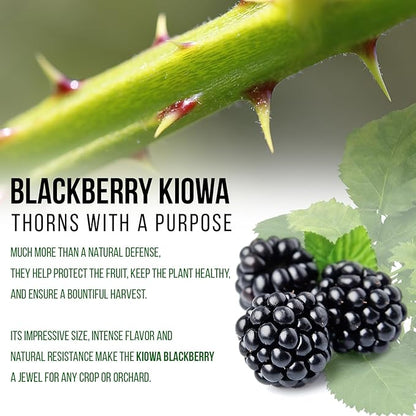 BlackBerry Plant Kiowa (4 Pack) | Live Fruit Plant for Planting | Extra-Large, Juicy & Sweet Berries | Thorny & High-Yielding Variety | Perfect for Fresh Eating, Jams & Organic Gardening