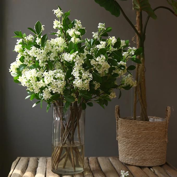 Night Blooming Jasmine Live Plant - Cestrum Nocturnum. Fragrant Flowering Shrub for Garden, Patio or Window (4 ngt.jas Cups)