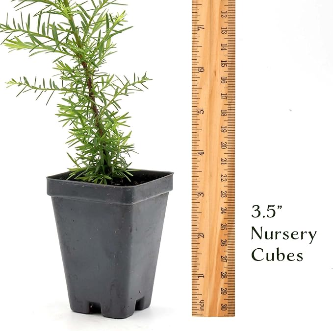 1 Coastal Redwood in 3.5” Nursery Cube (Sequoia sempervirens) | Majestic Evergreen Tree for Shade, Privacy & Wildlife Support | Ready-to-Plant Live Starter Plant