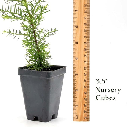 1 Coastal Redwood in 3.5” Nursery Cube (Sequoia sempervirens) | Majestic Evergreen Tree for Shade, Privacy & Wildlife Support | Ready-to-Plant Live Starter Plant