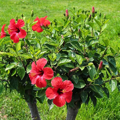 Pink Hibiscus. rosa-sinensis. Live Plant - Tropical Blooming Hibiscus, Pretty Flowers, Used in Tea and Juice (2 Pink Hibiscus sacs)