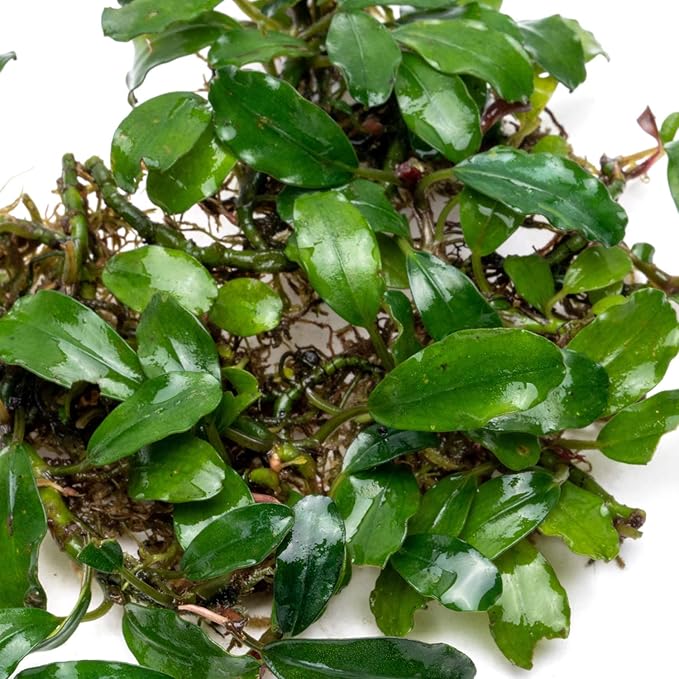 SubstrateSource Bucephalandra Rainbow Frost Live Aquarium Plant - Natural Freshwater Fish Tank Decorations and Aquatic Decor (Plant (10-15 Leaves))