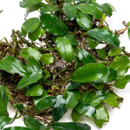 SubstrateSource Bucephalandra Rainbow Frost Live Aquarium Plant - Natural Freshwater Fish Tank Decorations and Aquatic Decor (Plant (10-15 Leaves))