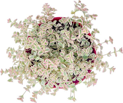 Live Succulent Plants Sedum Little Missy Variegated, Easy Care Potted Succulents, Approx 4" D x 4" H, Indoor Houseplant, Unique Gifts, Home Office Décor