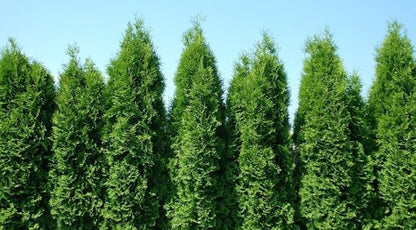 Two Pack of Green Giant Arborvitae Trees - Fast Growing Evergreen - 2 Live Plants Shipped 1 to 2 Feet Tall by DAS Farms (No California)