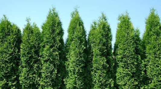 Two Pack of Green Giant Arborvitae Trees - Fast Growing Evergreen - 2 Live Plants Shipped 1 to 2 Feet Tall by DAS Farms (No California)