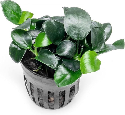 SubstrateSource Anubias Live Aquarium Plants - Potted Freshwater Plant for Fish Tanks, Terrariums - Beginner Friendly Low Light (Barteri Petite Round, 1 Pot)
